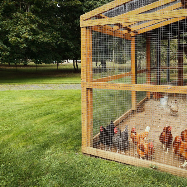 The Expansive World of Extra Large Chicken Coops A Guide to Avian Abo