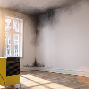 Health Risks of Damp and Mould: Understanding the Effects of Dampness on Your Health