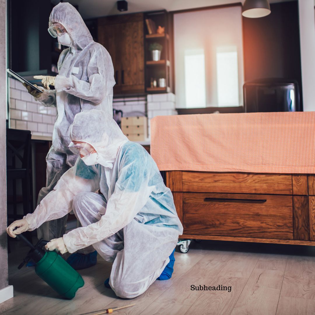 Protecting Your Home: Essential Strategies for Effective Pest Control