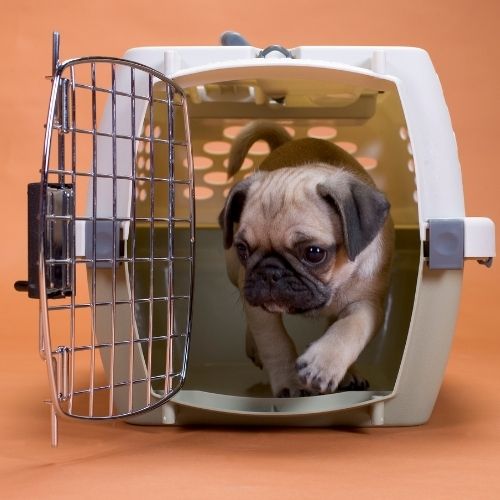 5 AirlineApproved Travel Crates for Dog Owners LIFESTYLE BY PS