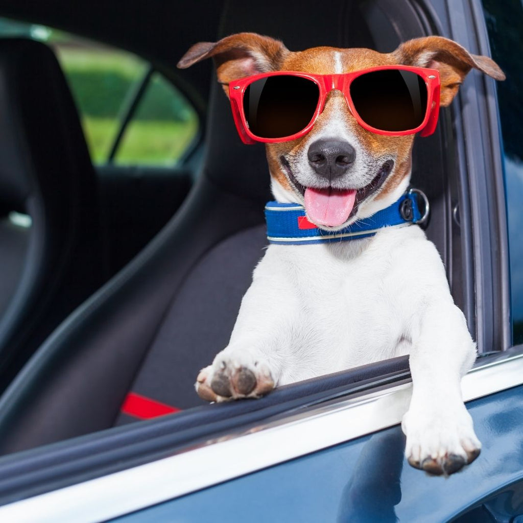 4 Ways to Make Your Dog More Comfortable in Car Rides