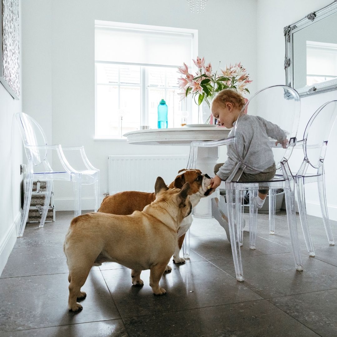 The Pampered Puppy Chef: 6 Puppy Feeding Basics You Should Know