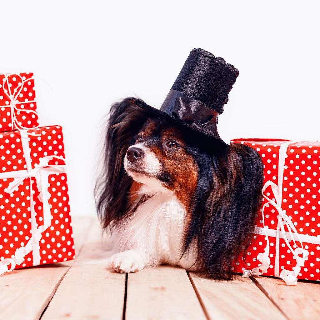8 Best Gifts for Dog Lovers