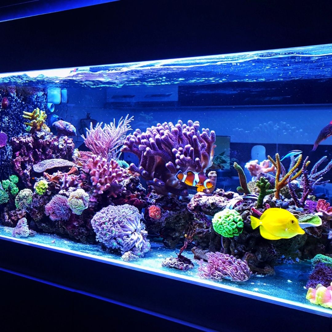 Guide to Set Up a Low Maintenance Aquarium