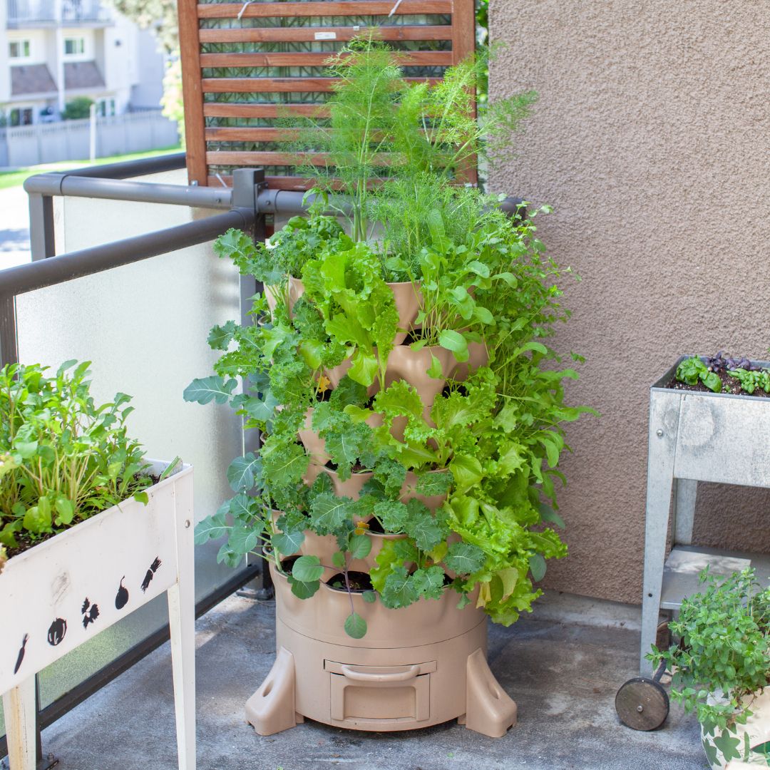 Transform Your Balcony Into a Garden: Fruits and Vegetables You Can Grow in Small Spaces