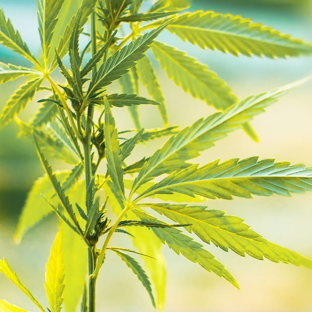 Best CBD Vape Oil for Pain, Anxiety and Sleep