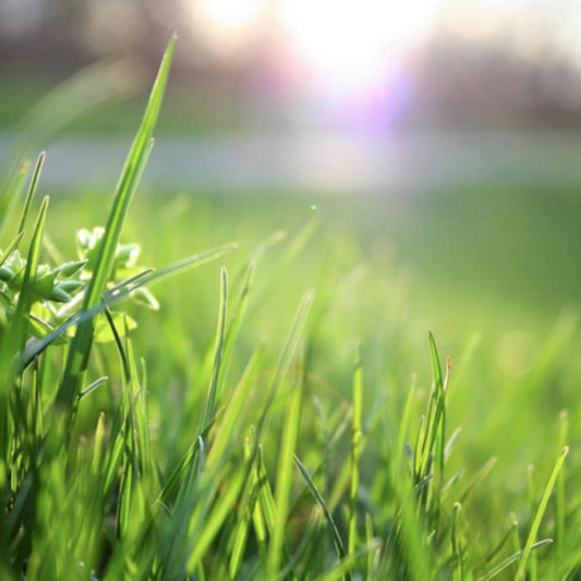 Best Shoes for Artificial Turf