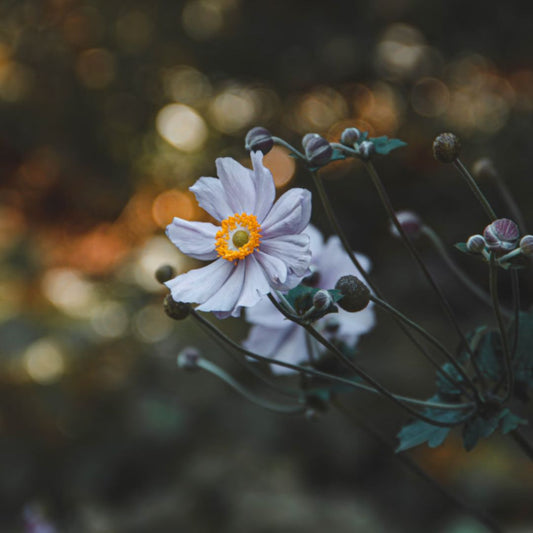 Birthday Flower Gifts