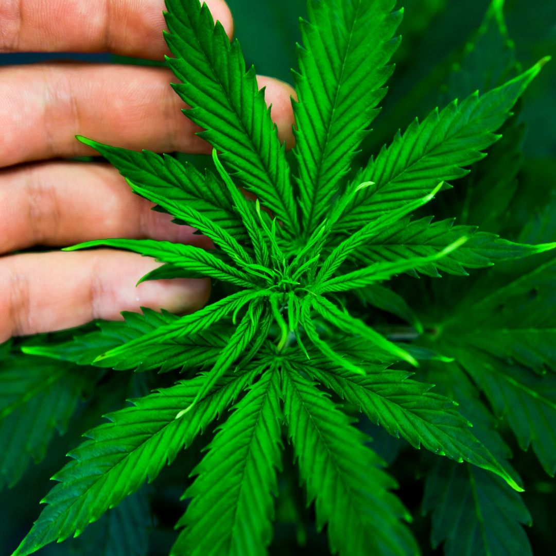 CBD Capsules: An Everyday Essential For Your CBD Lifestyle