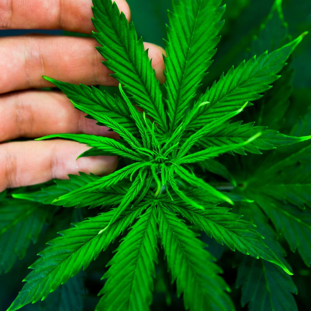 CBD Capsules: An Everyday Essential For Your CBD Lifestyle
