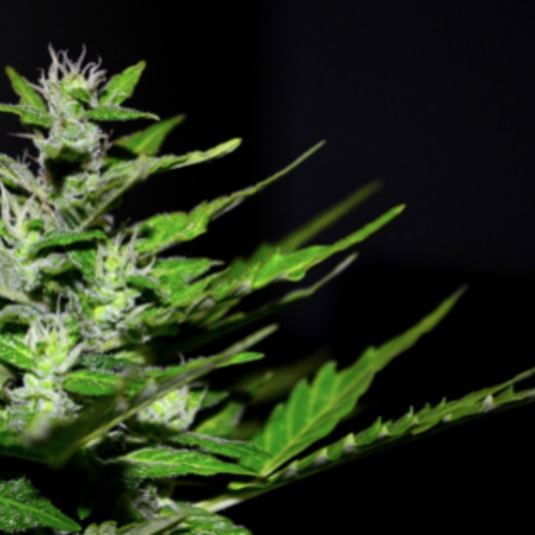 CBD Oil BENEFITS for SKIN – Everything You Need To Know