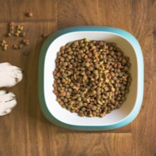 CBD Treats vs. CBD Oil
