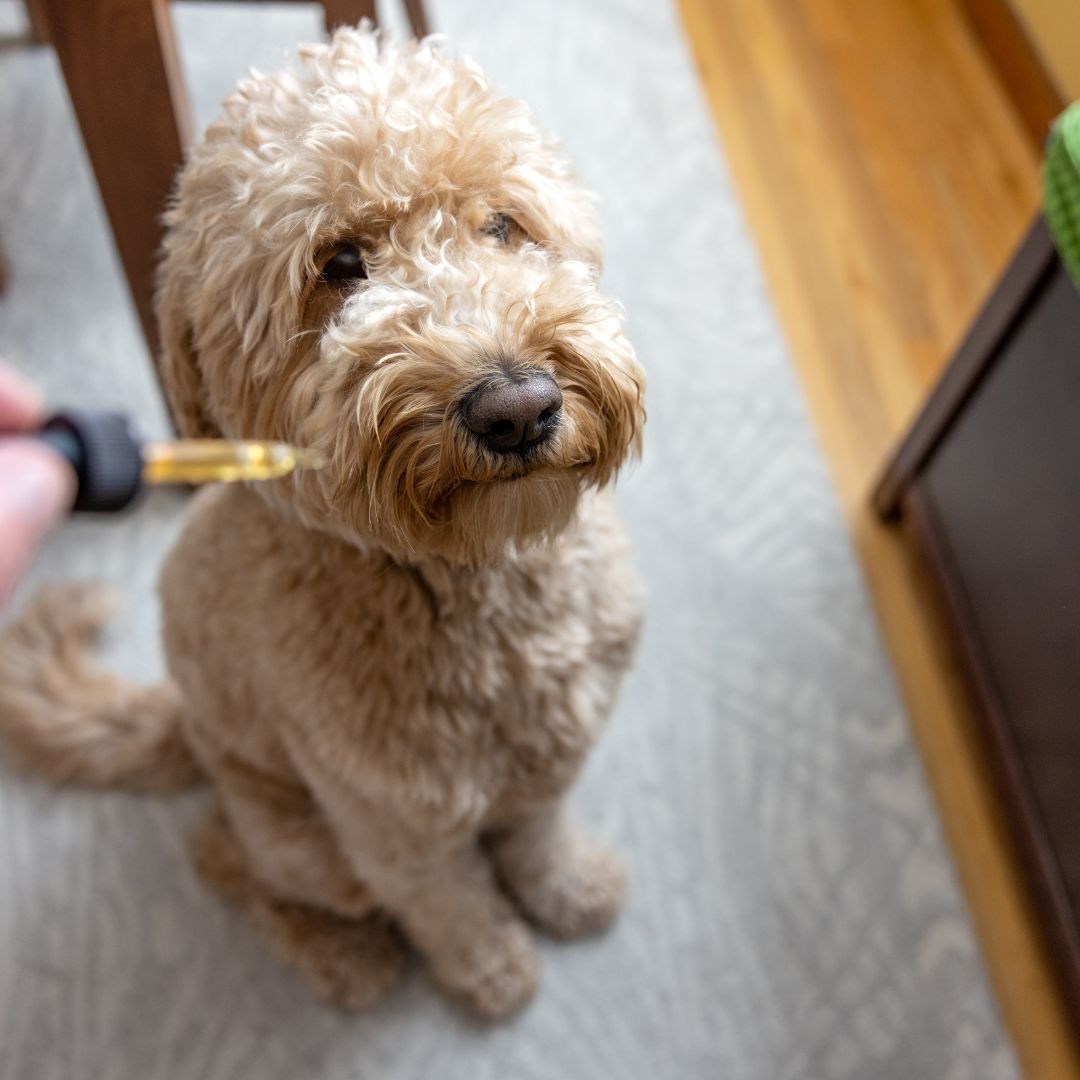 CBD Use for Pets