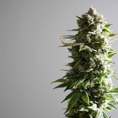 How to Handle Purple Stems When Growing Your Cannabis