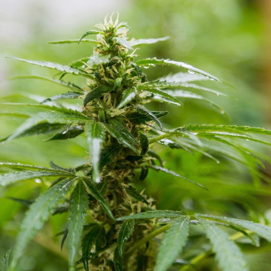Cannabis Affects the Brain and Body