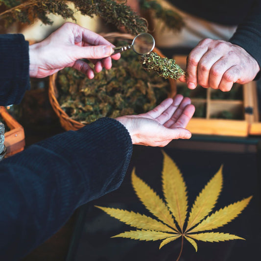 Cannabis Delivery 