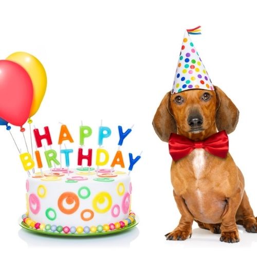 8 Ways to Celebrate Your Furry Friend's Birthday – LIFESTYLE BY PS