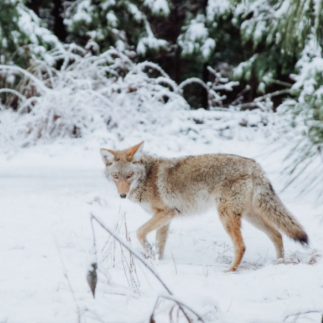 Coyote Hunting Gear and Essentials