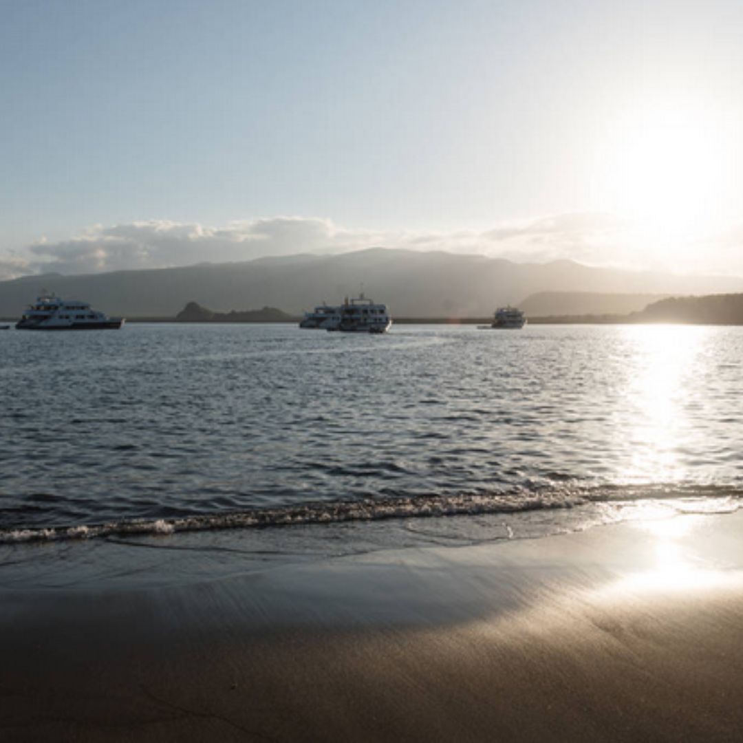 Explore Breathtaking Adventures with Galapagos Cruise Travel🛳️ Dive into a world of exotic wildlife🐢 and pristine beaches🏖️. Uncover nature's treasures🌏