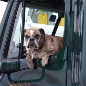 An Article About How To Transport a Dog