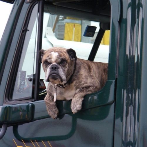 An Article About How To Transport a Dog