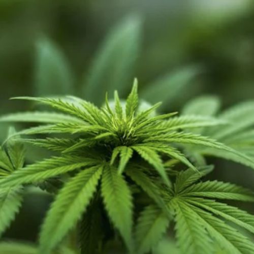 Can Buying Delta 8 Tincture Be Beneficial For Your Daily Life?