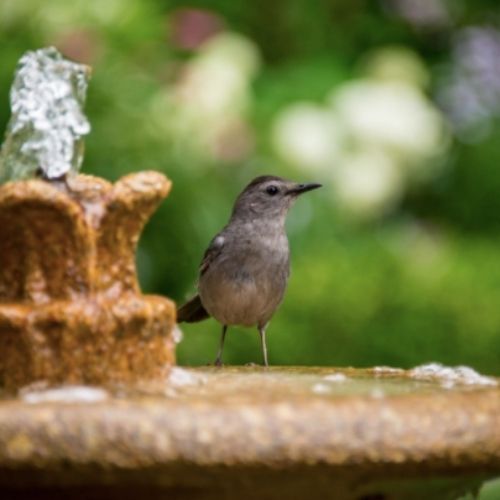 Do Birds Like Bird Bath Fountains?