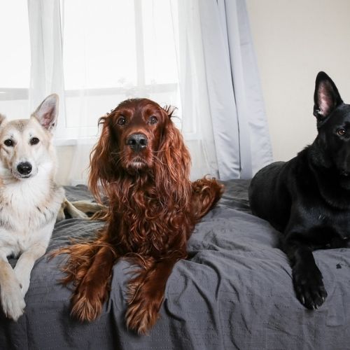 Do Calming Treats Work? Everything You Need to Know LIFESTYLE BY PS