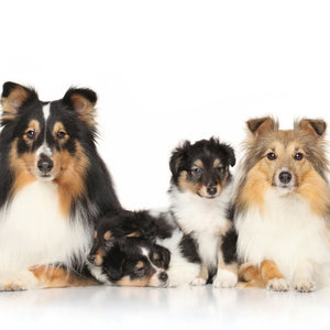 10 Most Trainable Dog Breeds