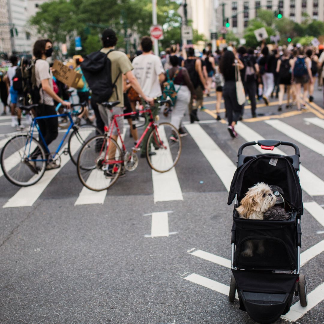 How To Choose The Right Dog Stroller For Your Pet's Needs