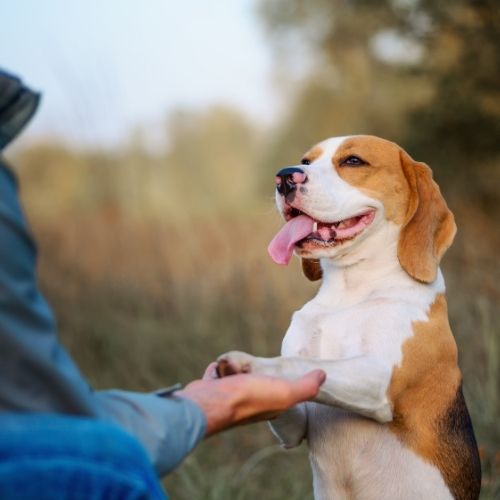 Advanced Dog Training - Teach Your Dog Some Advanced Tricks