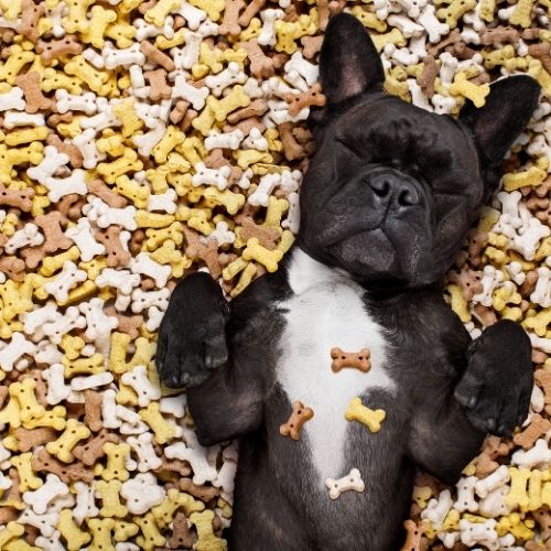 The Complete Guide To Shopping Your CBD Dog Treats