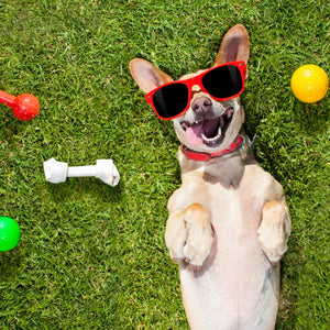 Fetch, Frisbee, and Fun: Interactive Games for Your Pup