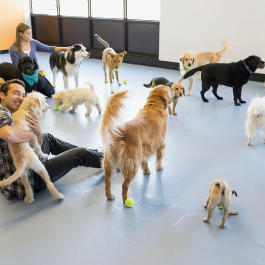 Doggy Day Care Routine