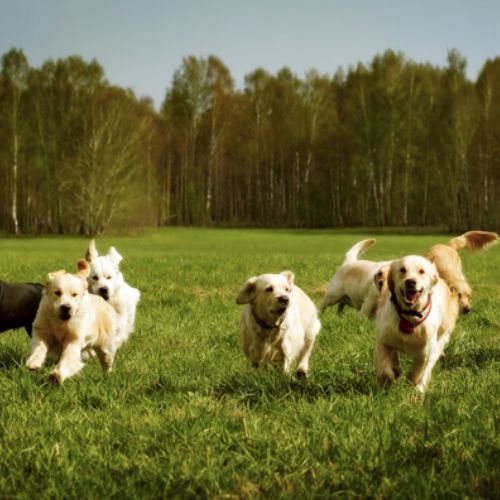 Doggy Daycare Services