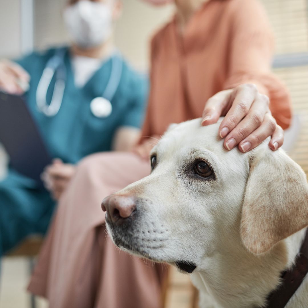 When to Go Emergency Vet: Signs Your Pet Needs Help