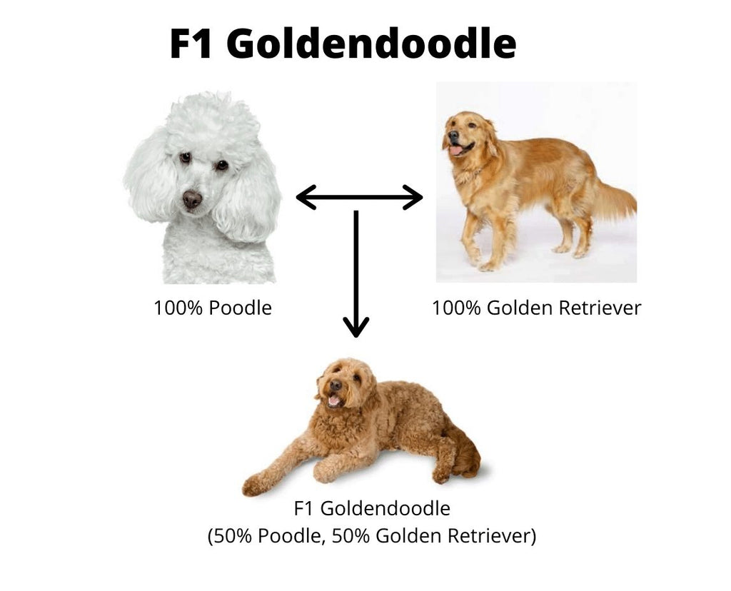 Which Goldendoodle Generation is Best for Adoption?