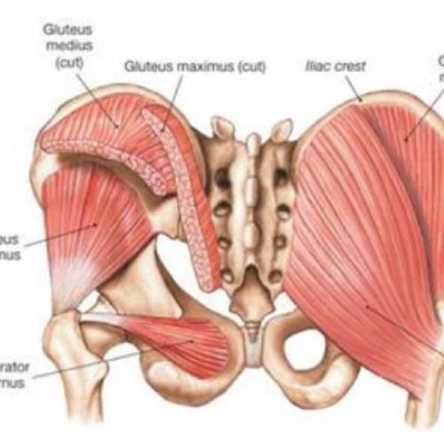 Gluteus Medius Pain: Causes and Ways of Treatment