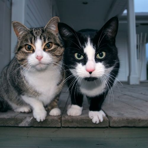 Good kitty! How to provide cats with positive reinforcement