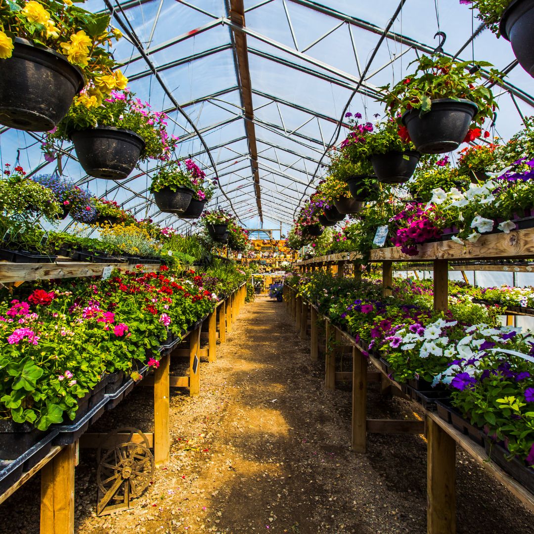 Experience the Magic of Gardening with the Little Cottage Company Colonial Gable Greenhouse