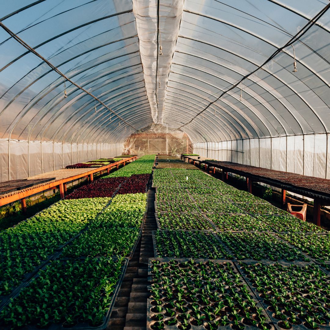 The Ultimate Guide to Finding the Best Greenhouses for Sale: A Look into Planet Greenhouse