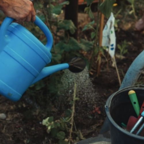 Growing Cannabis at Home: Getting Started