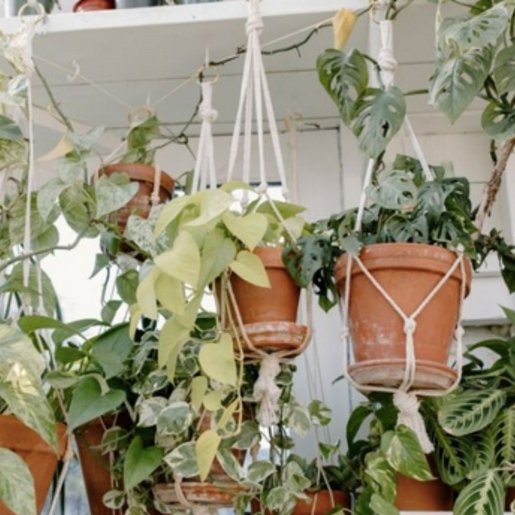 Hanging Plant