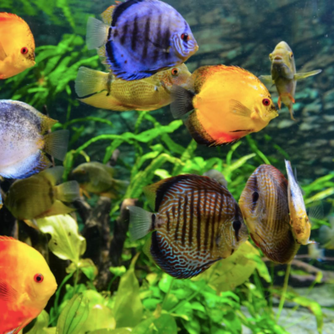 How to Maintain a Healthy Aquarium
