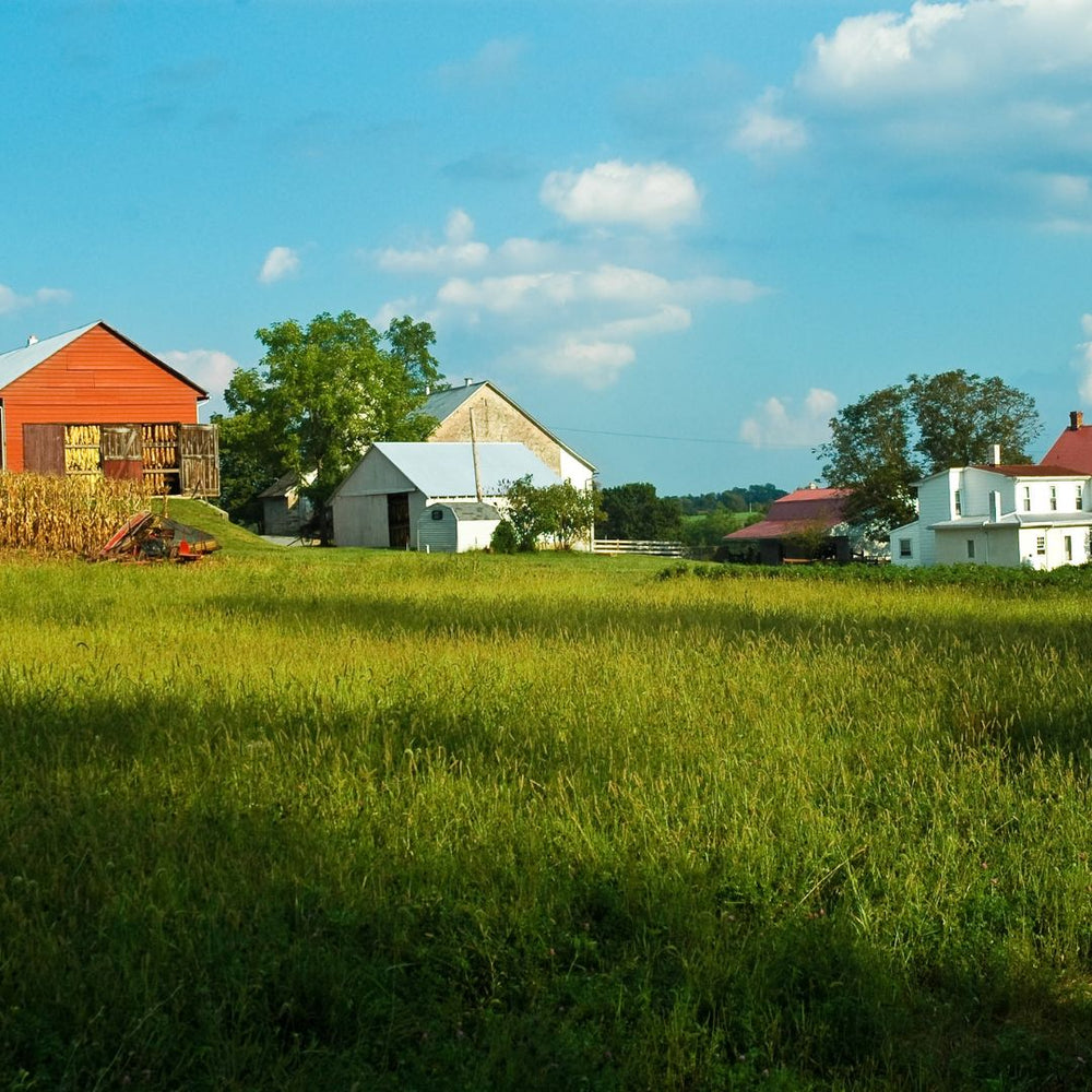 Modern Homesteading