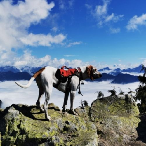 How to Equip Your Dog for Hiking?