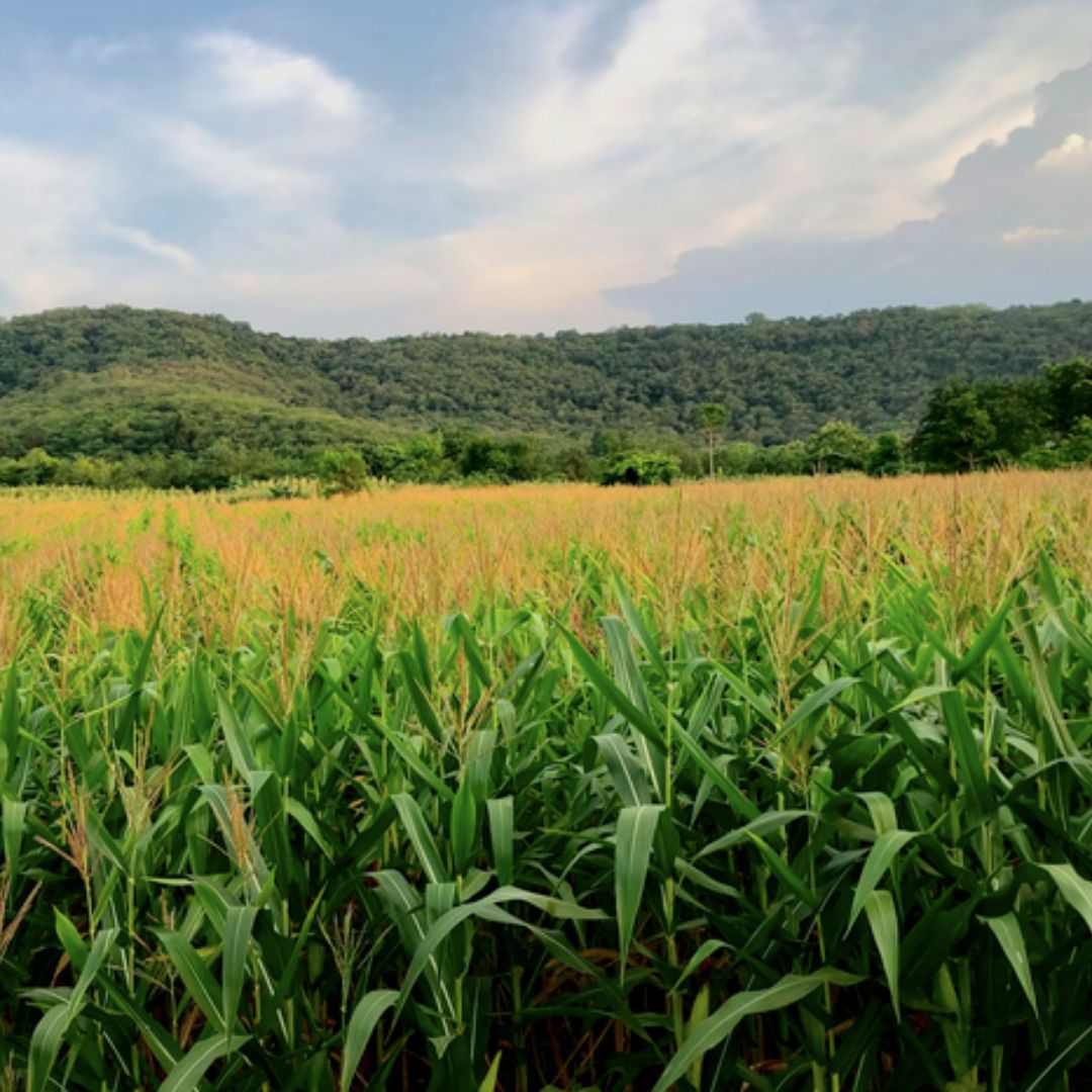 Khao Yai Thailand