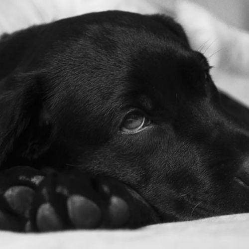 Understanding Kidney Infections in Dogs: The Causes, Symptoms and How to Prevent