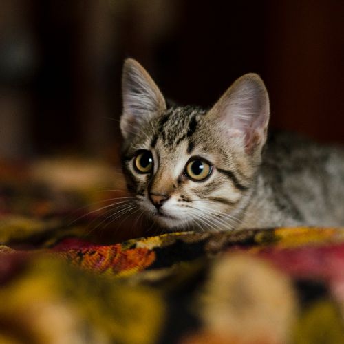 Why Are Male Cats So Affectionate?