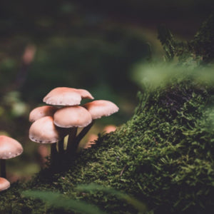 What You Need To Know About Magic Mushrooms In Canada